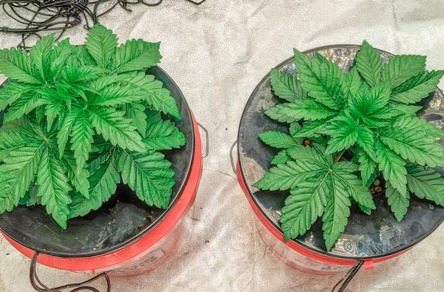 Конопля на завершающей неделе вегетации