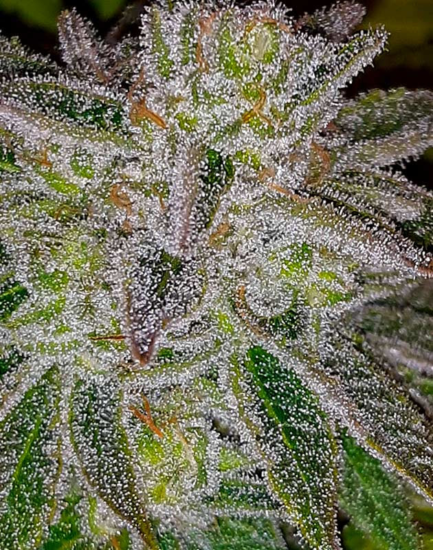 Куст Strawberry Amnesia от Herbies Seeds на 12 неделе