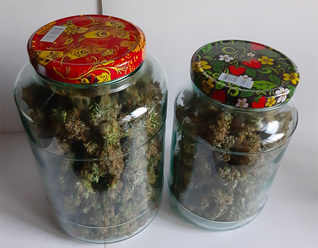 Урожай Critical Orange Punch Auto