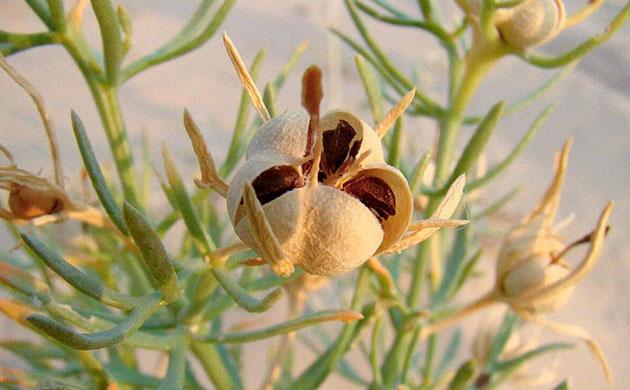 Древнейшие следы психоактивных практик с гармалой сирийской