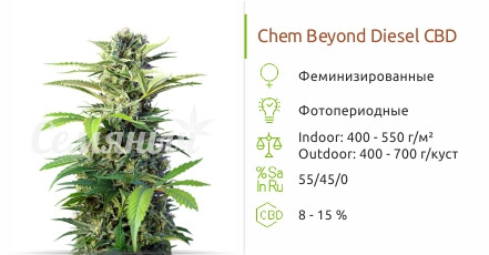 Chem Beyond Diesel CBD от Sweet Seeds