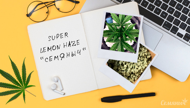 Гроурепорт сорта Super Lemon Haze от сидбанка Семяныч