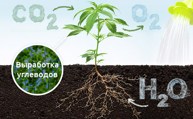 Процесс фотосинтеза конопли