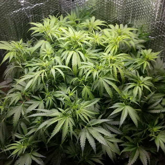 Рост куста Lemon AK auto fem на шестой неделе выращивания