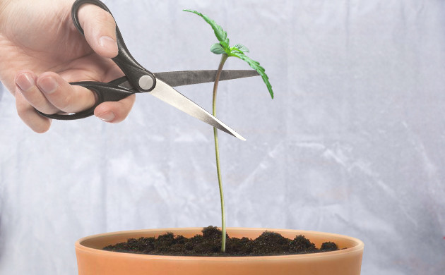 Подрезка верхушки ростка