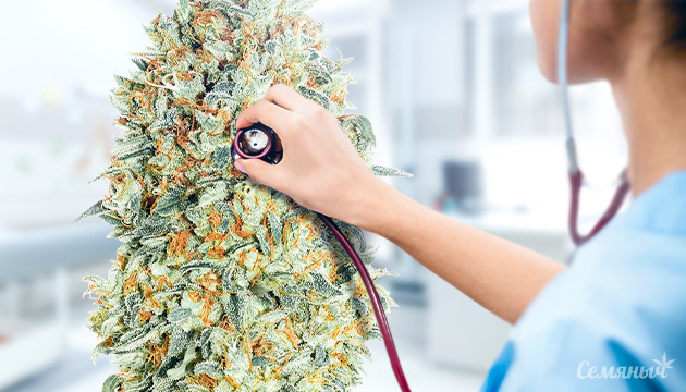 Какую важную роль играет каннабис в жизни человека