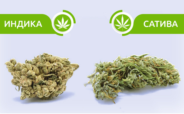 Внешний вид шишек индики и сативы