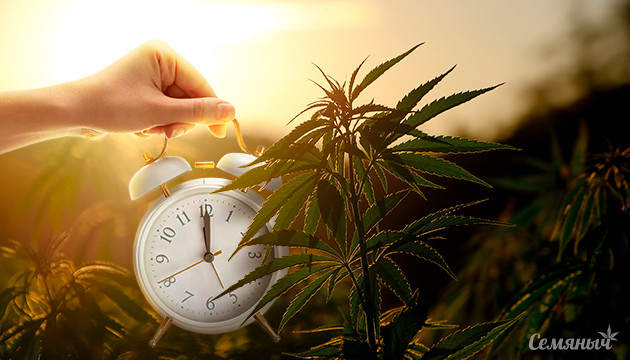 Аутдорное выращивание фотопериодной конопли