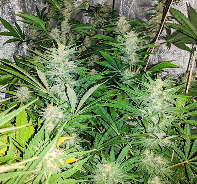 Набор массы шишек