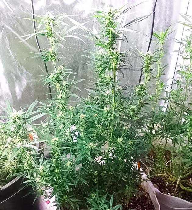 Куст конопли ростом 75 - 77 см