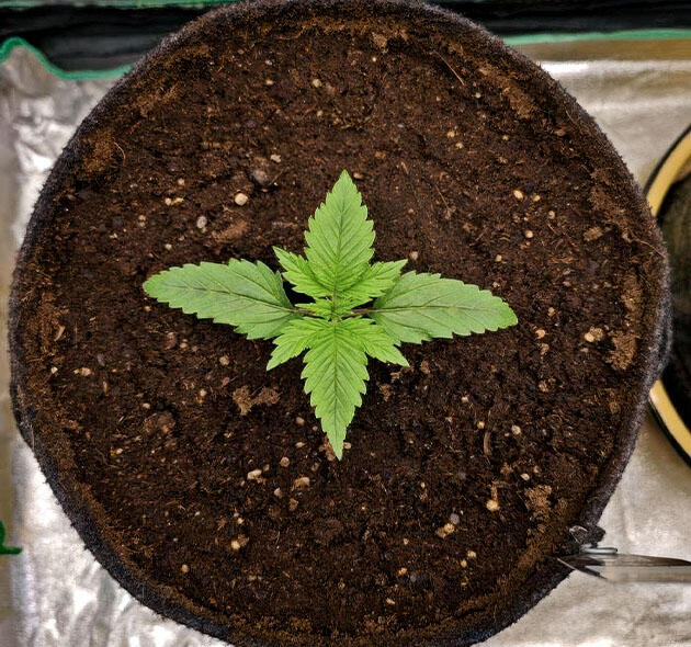 Конопли на первой неделе при контроле влажности и мягком освещении