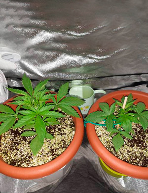 Завернутые листья на кустах