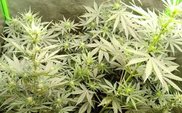 Формирование соцветий