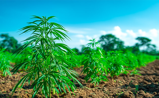 Выращивание конопли под открытым небом