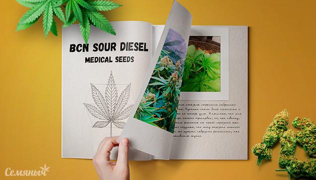Выращивание сорта BCN Sour Diesel