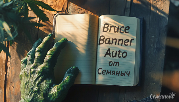 Выращивание сорта Bruce Banner Auto от Владимира Шишкина