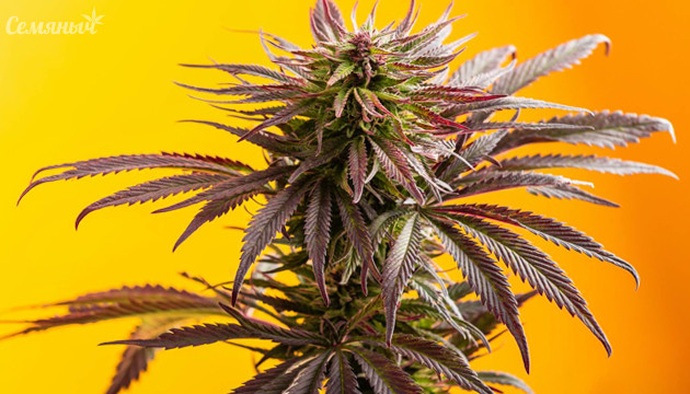 Цветущая конопля