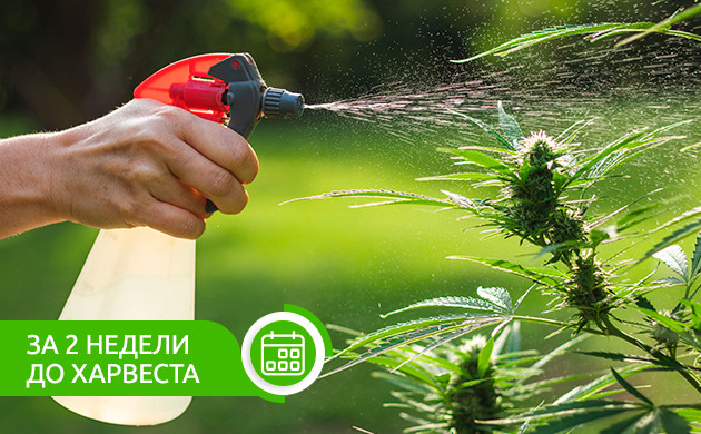 Промывка за 2 недели до харвеста