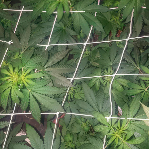 Марихуана на 6 неделе выращивания