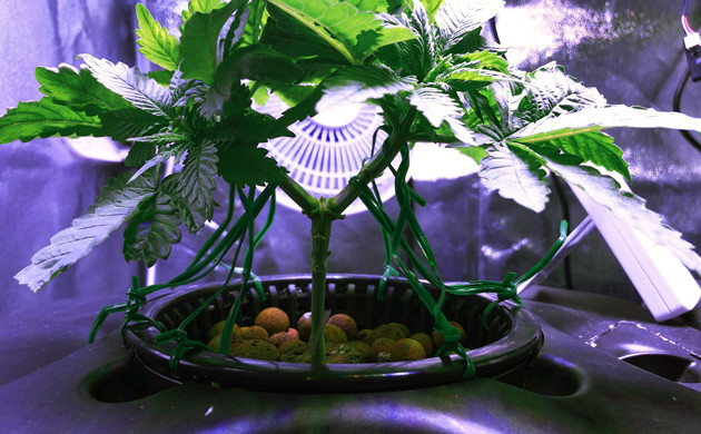 Растиха выросла