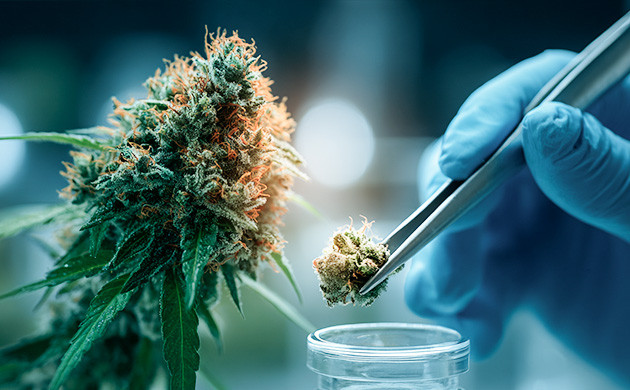 Декарбоксилирование каннабиноидных кислот в активные каннабиноиды