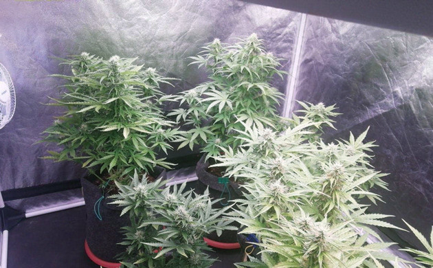 Цветущие кусты в боксе