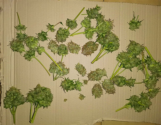 Cream Caramel Auto: урожай после проблемного цикла