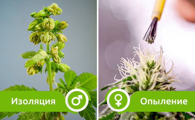 Изоляция женских растений и ручное опыление