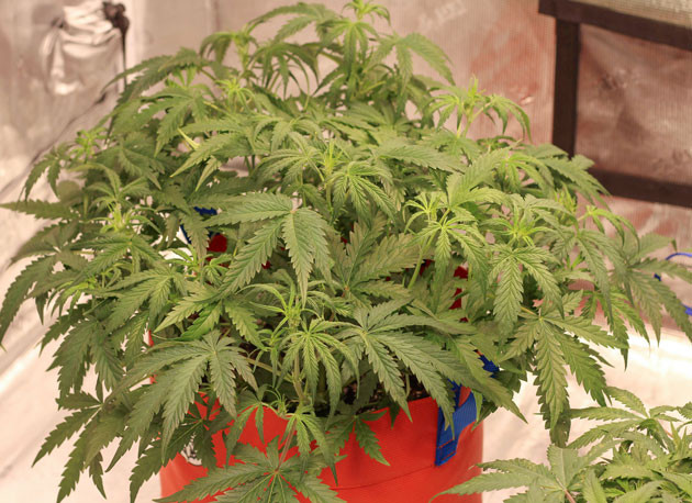 Взрывной рост Purple Juice Auto