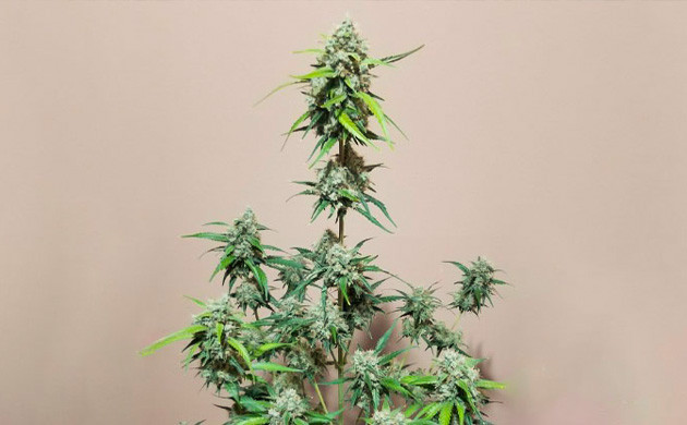 Куст конопли с большими шишками