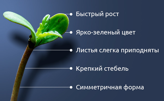 Признаки здорового саженца конопли