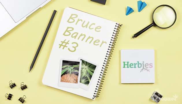 Гроурепорт по выращиванию Bruce Banner #3 от Herbies Seeds