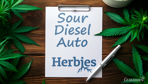 Гроурепорт сорта Sour Diesel Auto fem от Herbies Seeds