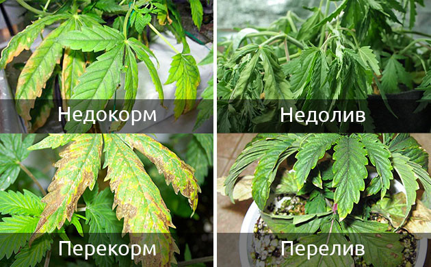 Избегайте перелива и перекорма растений