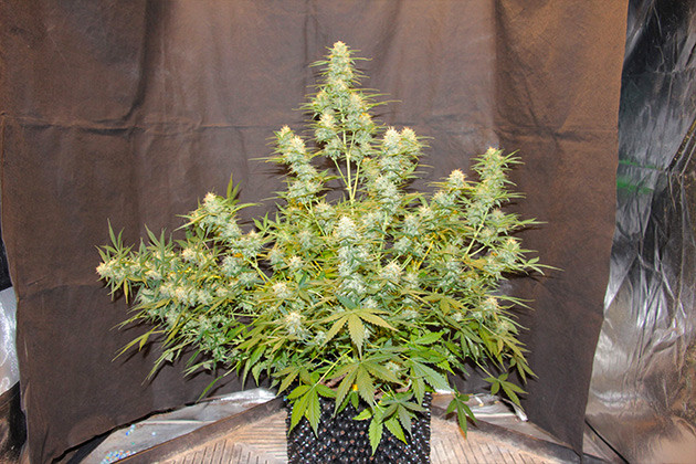 Созревший куст конопли