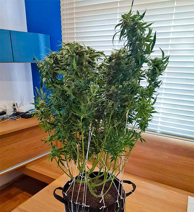 Подготовка к харвесту конопли Auto Cinderella Jack