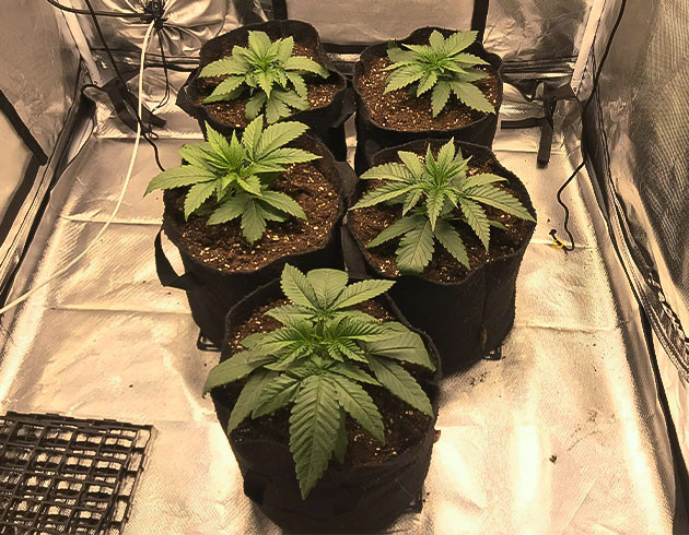 Растения высотой 10 см