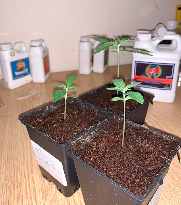 Ростки Gorilla Auto от сидбанка Семяныч на 2 неделе