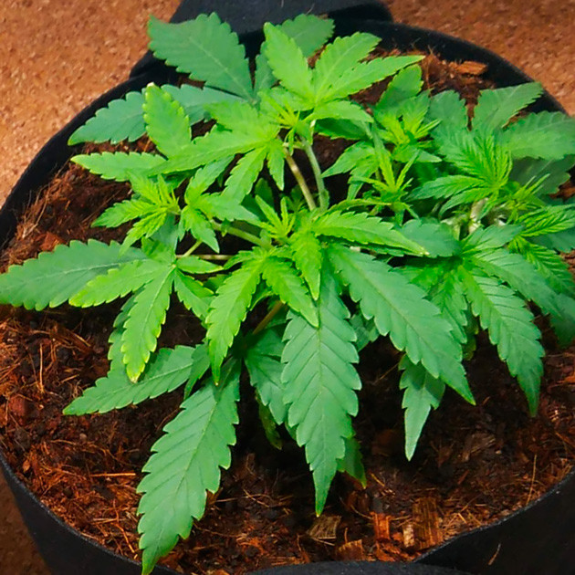 4 неделя выращивания