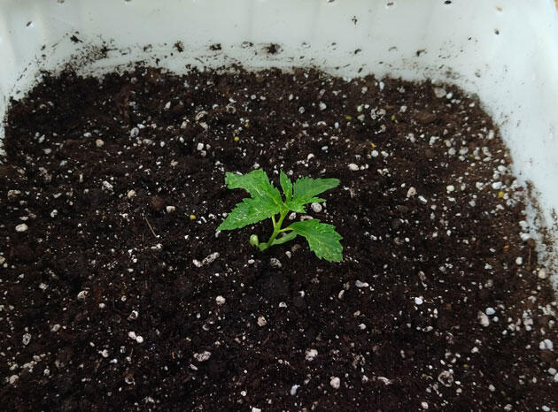 Двухнедельный саженец конопли с развитой корневой системой