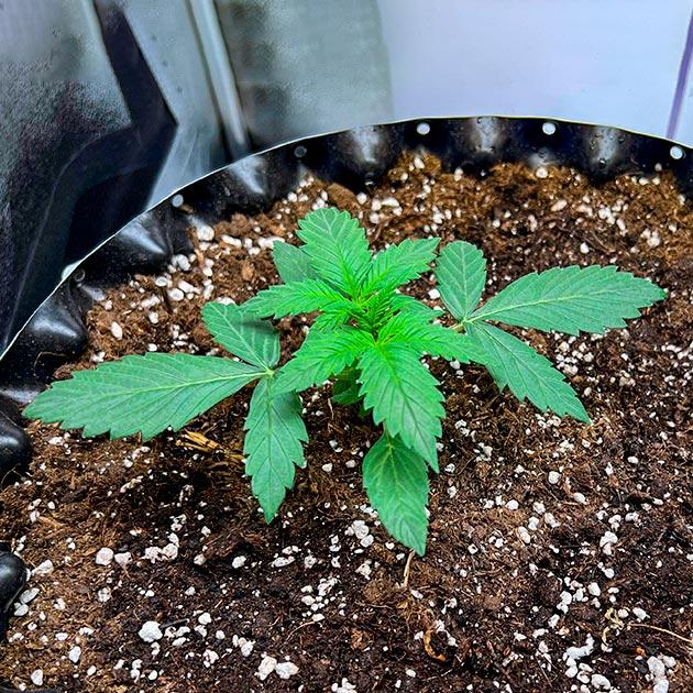 Растишка Whiskey Zulu Auto от 7CH American на 3 неделе