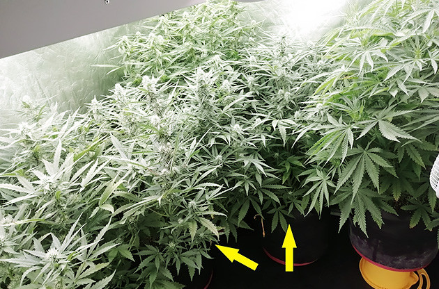 2 неделя цветения Т-34