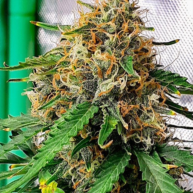 Куст марихуаны Scout Cookies Auto