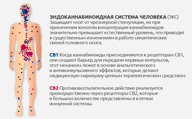 Физиологическое воздействие марихуаны на память