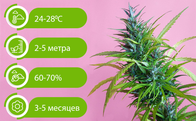 Параметры температуры, роста, влажности и цветения сативы