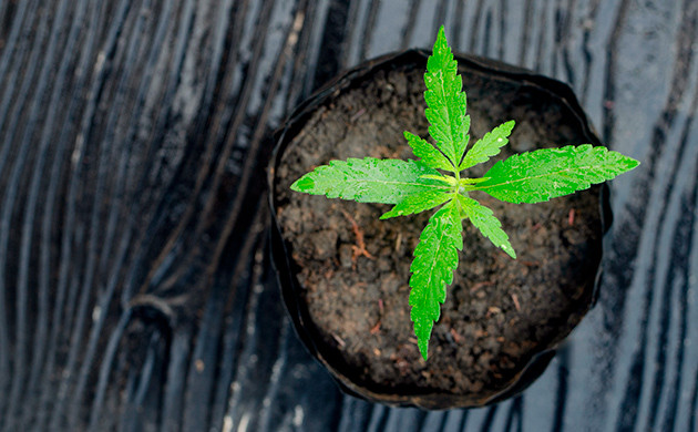 Способы выращивания конопли в аутдоре