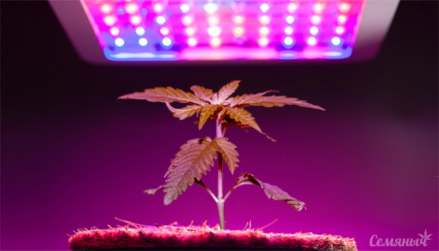 LED лампы для конопли