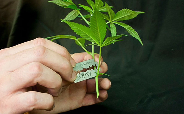 Подготовка и высадка клонов