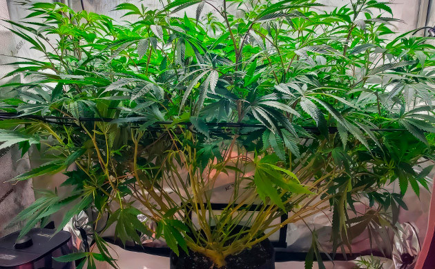 Дефолиация каннабиса