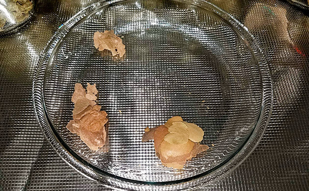 тримминг собранного куста Gelato Auto